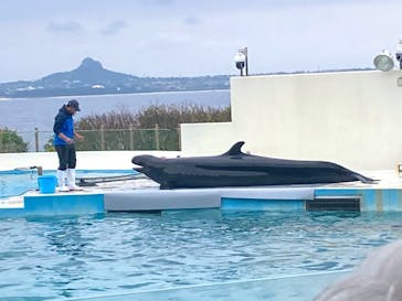 沖縄美ら海水族館に投稿された画像（2023/10/12）