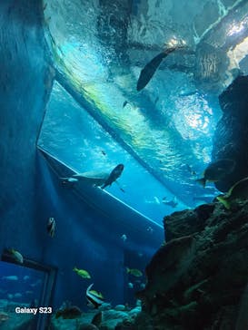 大分マリーンパレス水族館 「うみたまご」に投稿された画像（2023/10/12）