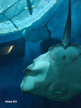 大分マリーンパレス水族館 「うみたまご」に投稿された画像（2023/10/12）