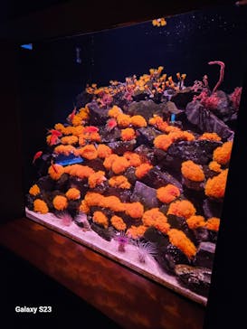 大分マリーンパレス水族館 「うみたまご」に投稿された画像（2023/10/12）