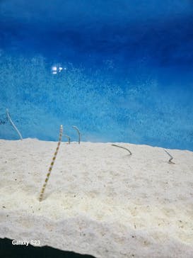 大分マリーンパレス水族館 「うみたまご」に投稿された画像（2023/10/12）