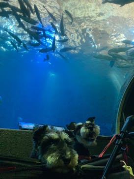 串本海中公園水族館に投稿された画像（2023/10/12）