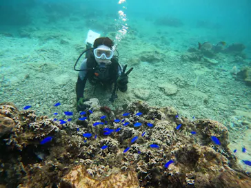 武藤潜水に投稿された画像（2023/10/12）