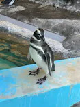 しながわ水族館に投稿された画像（2023/10/13）