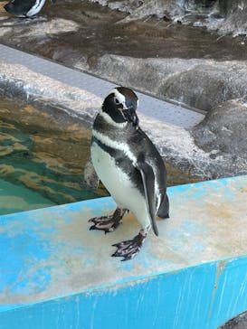 しながわ水族館に投稿された画像（2023/10/13）