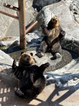 のぼりべつクマ牧場に投稿された画像（2023/10/13）