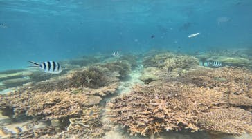 青の洞窟専門店　沖縄ダイビングショップ和に投稿された画像（2023/10/13）