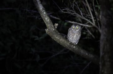 奄美ナイトガイドサービスに投稿された画像（2023/10/13）