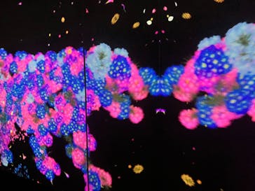 チームラボに投稿された画像（2023/10/13）