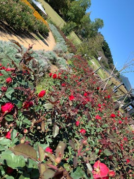 いばらきフラワーパークに投稿された画像（2023/10/13）