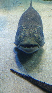 カワスイ 川崎⽔族館に投稿された画像（2023/10/13）