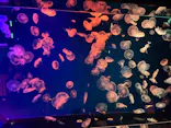 名古屋港水族館に投稿された画像（2023/10/13）