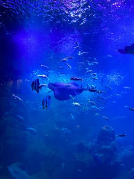 京都水族館に投稿された画像（2023/10/13）