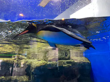 マクセル アクアパーク品川に投稿された画像（2023/10/13）