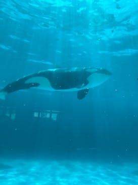 鴨川シーワールドに投稿された画像（2023/10/13）