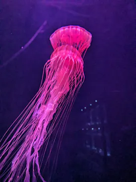 すみだ水族館に投稿された画像（2023/10/13）