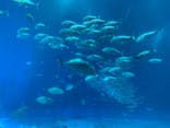 沖縄美ら海水族館に投稿された画像（2023/10/13）