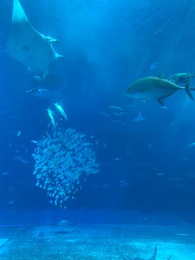 沖縄美ら海水族館に投稿された画像（2023/10/13）