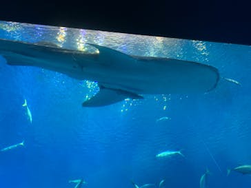 沖縄美ら海水族館に投稿された画像（2023/10/13）