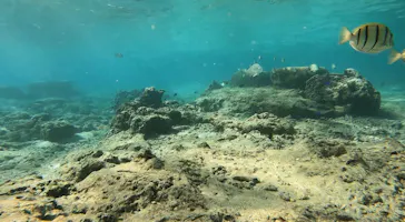 武藤潜水に投稿された画像（2023/10/14）