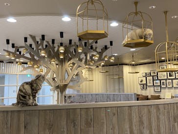 猫カフェモカ　立川店に投稿された画像（2023/10/14）