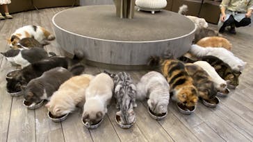 猫カフェモカ　立川店に投稿された画像（2023/10/14）