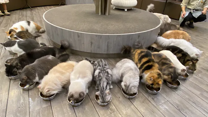 猫カフェモカ 立川店の口コミ ｜土曜日の10時からフリータイム