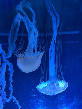 名古屋港水族館に投稿された画像（2023/10/14）