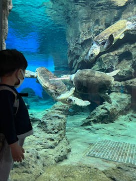 名古屋港水族館に投稿された画像（2023/10/14）