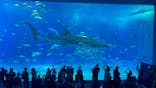 沖縄美ら海水族館に投稿された画像（2023/10/14）