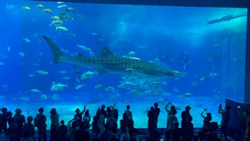 沖縄美ら海水族館に投稿された画像（2023/10/14）