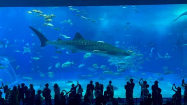 沖縄美ら海水族館に投稿された画像（2023/10/14）