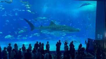 沖縄美ら海水族館に投稿された画像（2023/10/14）