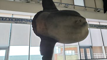 アクアワールド茨城県大洗水族館に投稿された画像（2023/10/14）