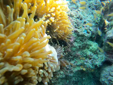 武藤潜水に投稿された画像（2023/10/14）