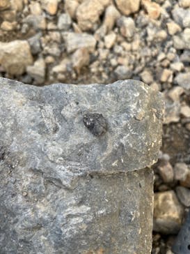 福井県立恐竜博物館に投稿された画像（2023/10/14）