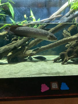 カワスイ 川崎⽔族館に投稿された画像（2023/10/14）