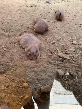 那須どうぶつ王国に投稿された画像（2023/10/14）