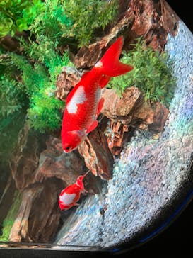 NARA KINGYO MUSEUMに投稿された画像（2023/10/14）