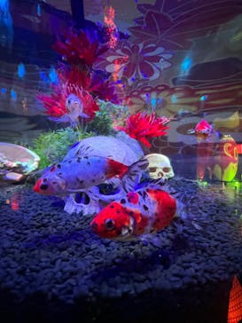 NARA KINGYO MUSEUMに投稿された画像（2023/10/14）