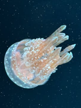 AOAO SAPPOROに投稿された画像（2023/10/14）