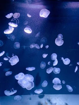 サンシャイン水族館に投稿された画像（2023/10/14）