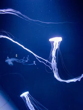 サンシャイン水族館に投稿された画像（2023/10/14）