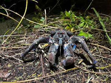 西表島 ADVENTURE PiPi（アドベンチャーピピ）に投稿された画像（2023/10/14）