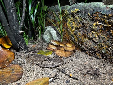 西表島 ADVENTURE PiPi（アドベンチャーピピ）に投稿された画像（2023/10/14）