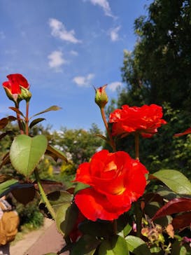 横浜イングリッシュガーデンに投稿された画像（2023/10/14）