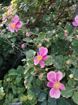 横浜イングリッシュガーデンに投稿された画像（2023/10/14）