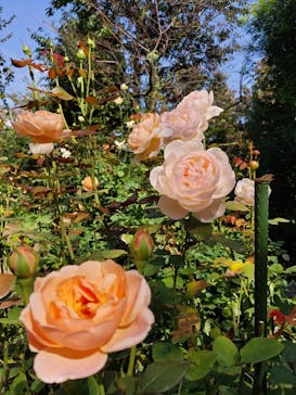 横浜イングリッシュガーデンに投稿された画像（2023/10/14）