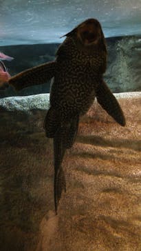 カワスイ 川崎⽔族館に投稿された画像（2023/10/14）