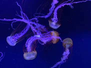 すみだ水族館に投稿された画像（2023/10/14）